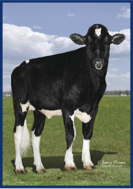 NxGEN sire 7HO15807 GEORGE MILLER